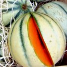 Charentais Melon Fruit Rare French Cantaloupe Sweet Heirloom Non Gmo 20 Seeds