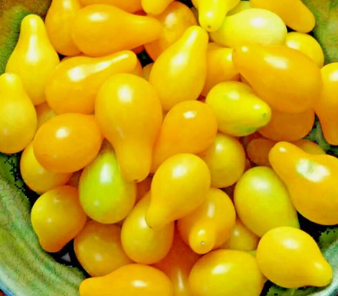Tomato Yellow Pear Cherry Rare Heirloom Vegetable Garden Non Gmo 30 Seeds