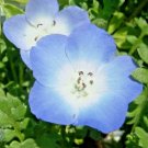 Baby Blue Eyes Flowers Groundcover Drought Tolerant Wildflower 1000 Seeds