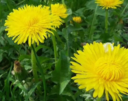 Dandelion Autumn Microgreens Salads Herb Organic Perennial Non Gmo 1000 Seeds