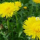 Dandelion Autumn Microgreens Salads Herb Organic Perennial Non Gmo 1000 Seeds