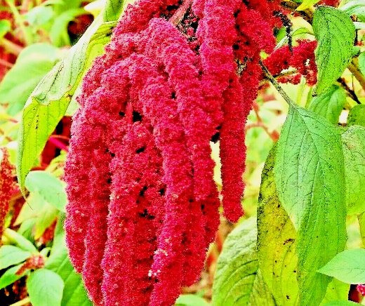 Amaranth Love Lies Bleeding Spring Flower Garden Heirloom Non Gmo 2000 Seeds