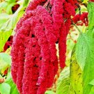 Amaranth Love Lies Bleeding Spring Flower Garden Heirloom Non Gmo 2000 Seeds