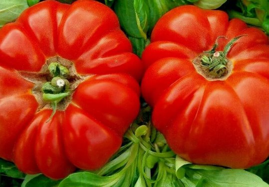 Rare Giant Oxheart Tomato Huge Tasty American Heirloom Non Gmo Juicy 30 Seeds