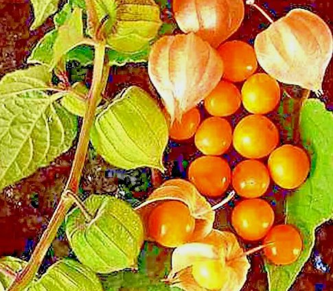 Cape Gooseberry Rare Fruit Spring Ground Cherry 50 Seeds