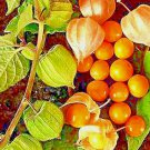 Cape Gooseberry Rare Fruit Spring Ground Cherry 50 Seeds