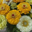 Lemon Cream Mix Zinnia Flower 50 Seeds