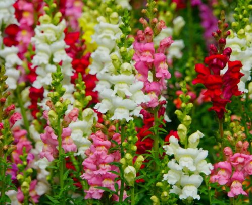 Hybrid Mixed Color Snapdragon Flower 100 Seeds