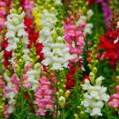 Hybrid Mixed Color Snapdragon Flower 100 Seeds