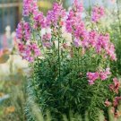 The Rose Pink Snapdragon Flower 100 Seeds