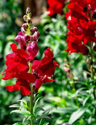 Defiance Red Snapdragon Flower 100 Seeds