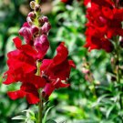 Defiance Red Snapdragon Flower 100 Seeds