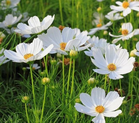 White Cosmos Flower 50 Seeds