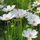 White Cosmos Flower 50 Seeds