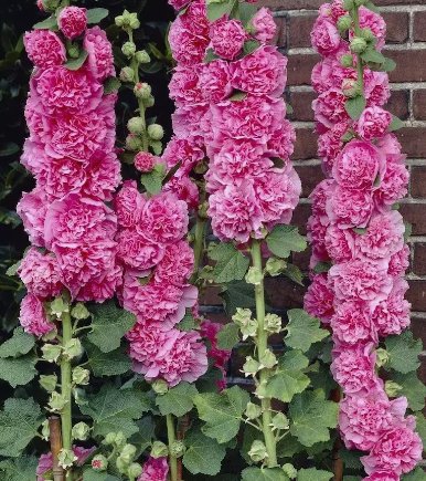 Chaters Double Bright Pink Hollyhock Flower 10 Seeds