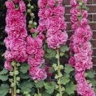 Chaters Double Bright Pink Hollyhock Flower 10 Seeds