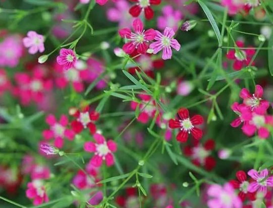 Dark Rose Annual Babys Breath Flower 100 Seeds