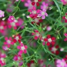 Dark Rose Annual Babys Breath Flower 100 Seeds