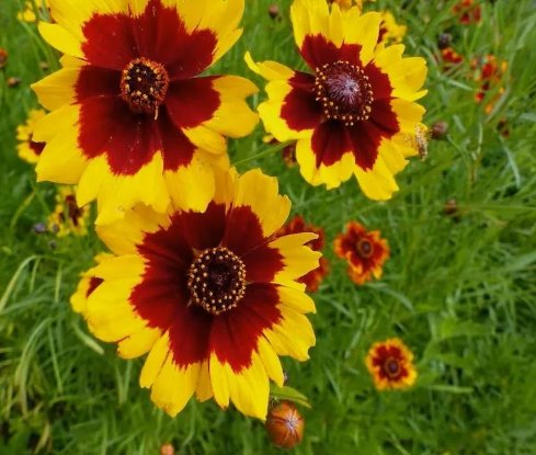 Coreopsis Plains Flower 100 Seeds