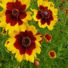Coreopsis Plains Flower 100 Seeds