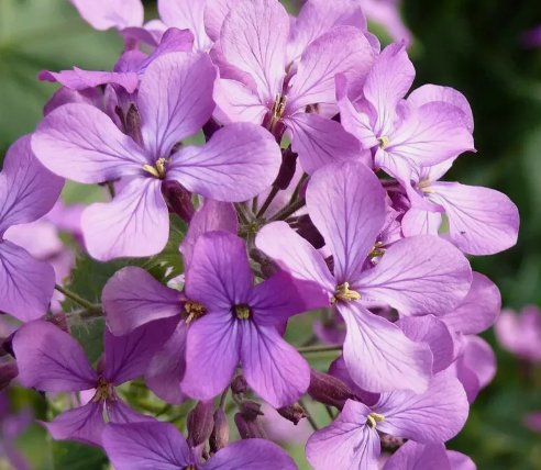 Money Plant Flower 10 Seeds