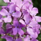 Money Plant Flower 10 Seeds