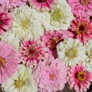 Strawberry Cream Mix Zinnia Flower 50 Seeds