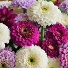 Bluberry Cream Mix Zinnia Flower 50 Seeds