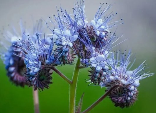 Lacy Phacelia Flower 50 Seeds