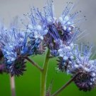 Lacy Phacelia Flower 50 Seeds