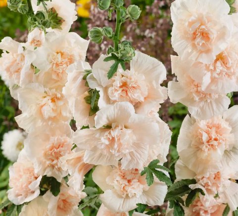 Majorette Blush Dwarf Hollyhock Flower 6 Seeds