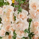 Majorette Blush Dwarf Hollyhock Flower 6 Seeds