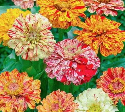 Candy Stripe Zinnia Flower 50 Seeds