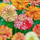 Candy Stripe Zinnia Flower 50 Seeds