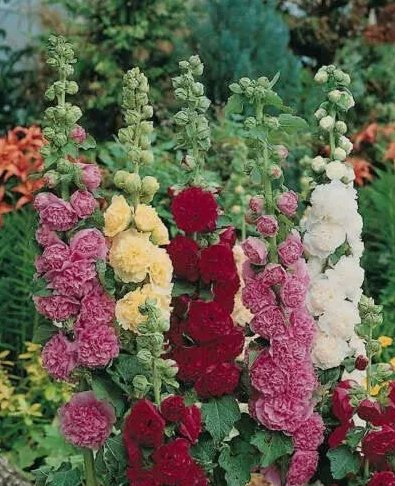 Summer Carnival Hollyhock Flower 50 Seeds