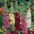 Summer Carnival Hollyhock Flower 50 Seeds