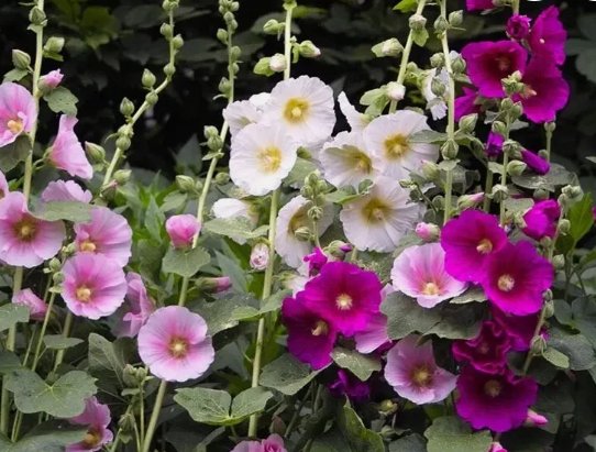 Indian Spring Heirloom Hollyhock Flower 10 Seeds