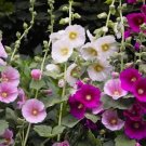 Indian Spring Heirloom Hollyhock Flower 10 Seeds