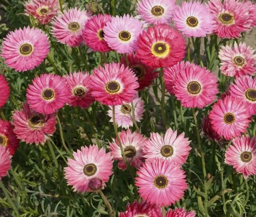 Paper Daisy Flower 25 Seeds