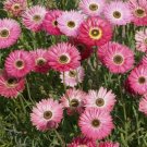Paper Daisy Flower 25 Seeds