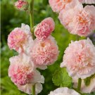 Chaters Double Salmon Hollyhock Flower 6 Seeds Vegetable Flower Herb Garden