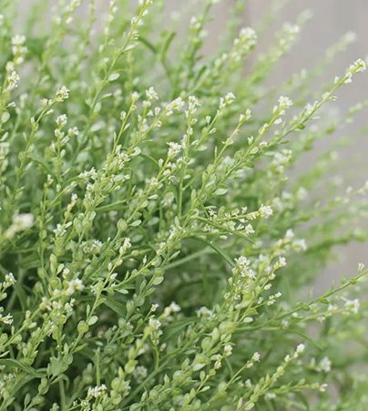 Persian Cress Flower 50 Seeds Vegetable Flower Herb Garden