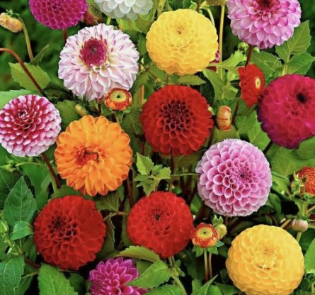 Pompon Dahlia Flower 10 Seeds Vegetable Flower Herb Garden