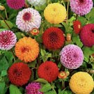 Pompon Dahlia Flower 10 Seeds Vegetable Flower Herb Garden