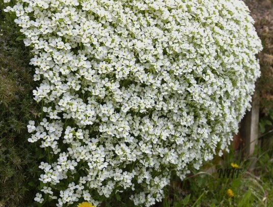 White Rockcress Flowers 50 Seeds Vegetable Flower Herb Garden