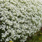 White Rockcress Flowers 50 Seeds Vegetable Flower Herb Garden