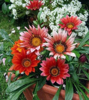 Gazania Flower 10 Seeds Vegetable Flower Herb Garden