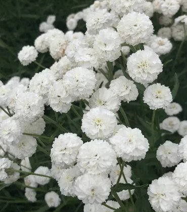 White Pearl Yarrow Flowers 50 Seeds Vegetable Flower Herb Garden