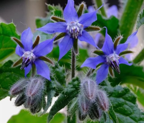 Borage Flower 25 Seeds Vegetable Flower Herb Garden