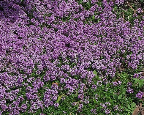 Purple Creeping Thyme Flower 200 Seeds Vegetable Flower Herb Garden